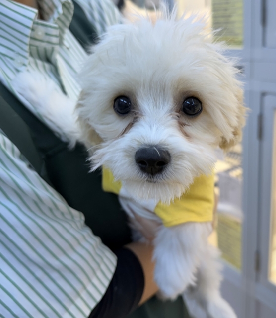 キャバビション