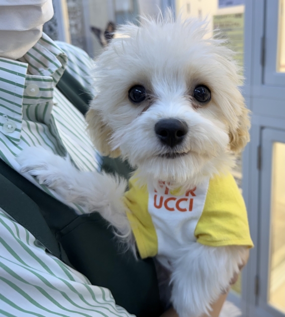 キャバビション