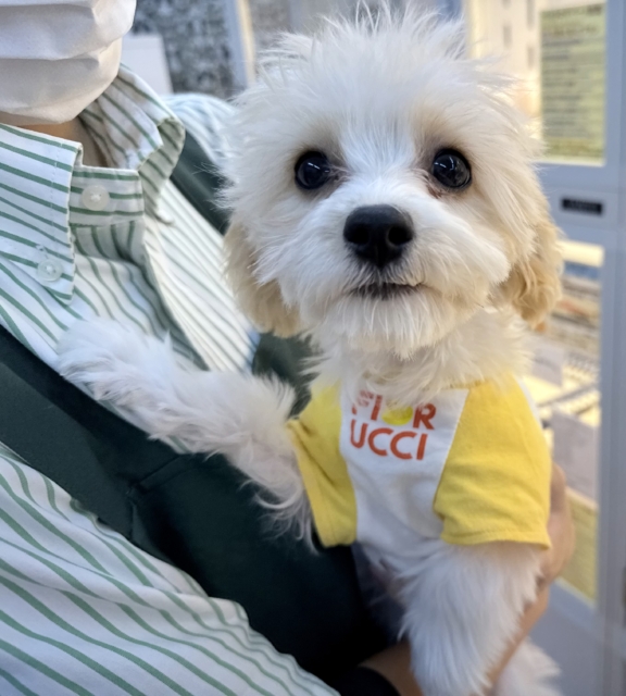 キャバビション