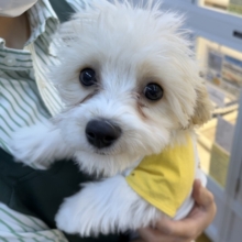 最新📷めちゃカワなキャバビションくん