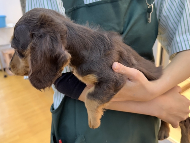 カニンヘンダックス