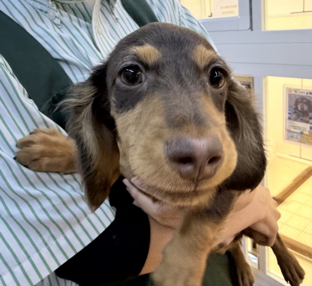 カニンヘンダックス