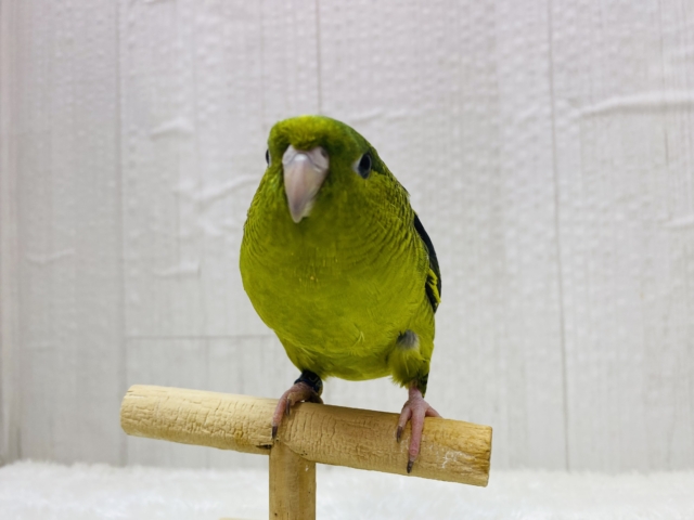 サザナミインコ