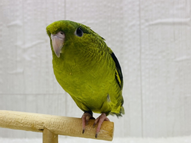 まるまるボディー💚手乗り練習中デス‼️サザナミインコオリーブカラー🫒