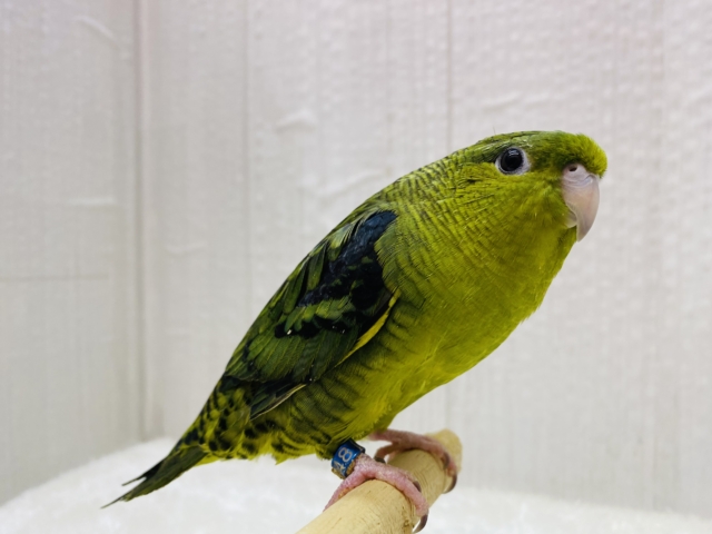 サザナミインコ