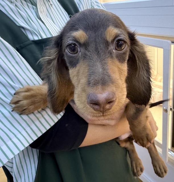 カニンヘンダックス