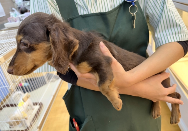 カニンヘンダックス