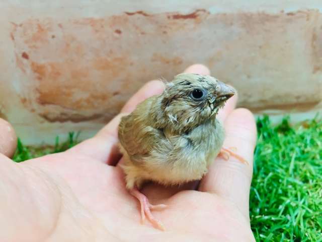 錦花鳥（キンカチョウ）