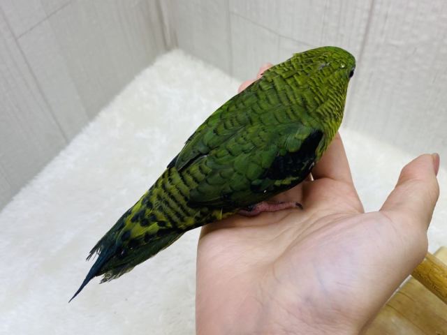 サザナミインコ