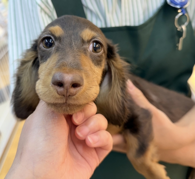 カニンヘンダックス