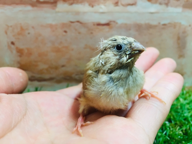 錦花鳥（キンカチョウ）