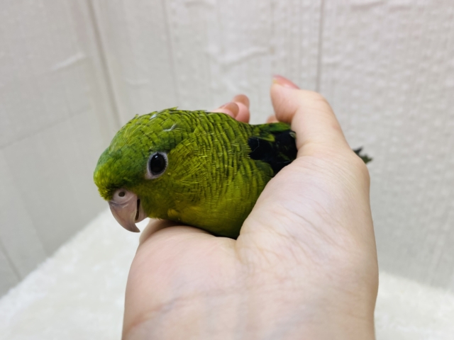 サザナミインコ