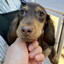 最新📷イケメンなカニンヘンダックスくん