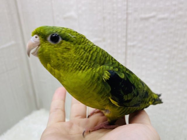 サザナミインコ