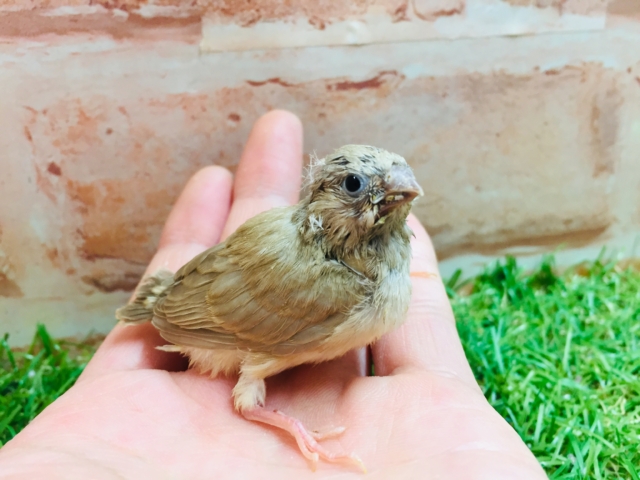 錦花鳥（キンカチョウ）