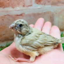 またまた登場！！ミニミニ怪獣のキンカチョウ（フォーン）💛💛💛