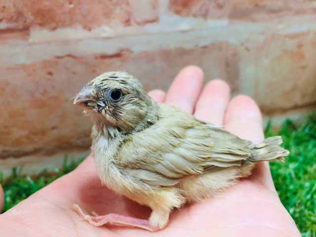 またまた登場！！ミニミニ怪獣のキンカチョウ（フォーン）💛💛💛