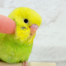 【最新画像更新🪄ひとり餌になりました‪☆】トコトコ歩く姿が愛おしい♡セキセイインコ(スパングル) ヒナ