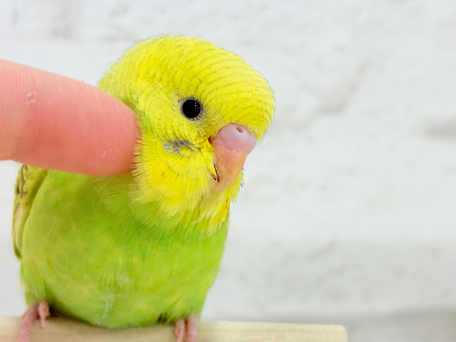 【最新画像更新🪄ひとり餌になりました‪☆】トコトコ歩く姿が愛おしい♡セキセイインコ(スパングル) ヒナ