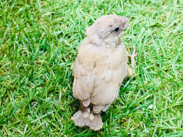 錦花鳥（キンカチョウ）