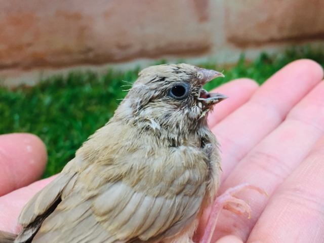 錦花鳥（キンカチョウ）