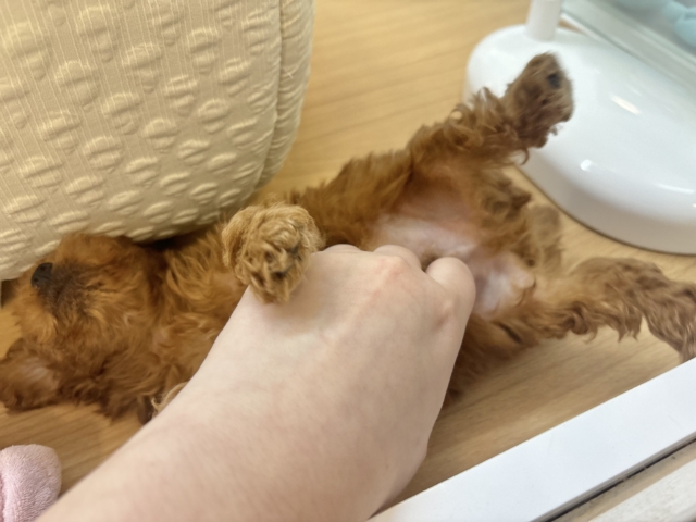 尻尾が止まりませ〜〜〜ん!トイプードルくん! トイプードル