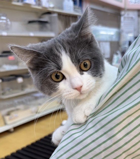 ブリティッシュショートヘア