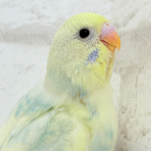 【最新画像更新🪄】ふんわりイエローとおしゃれエメラルド🪅セキセイインコ(パステルカラーレインボーパイド) ヒナ