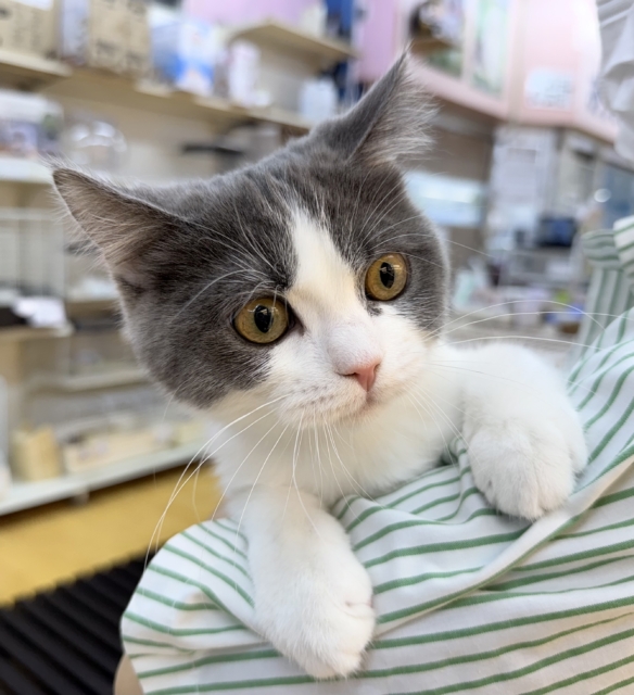 ブリティッシュショートヘア