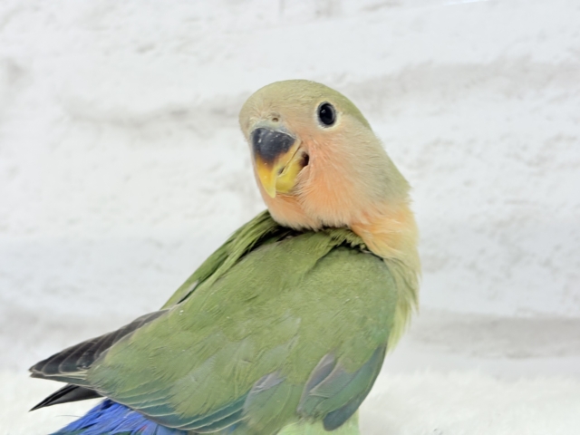 コザクラインコ（小桜インコ）