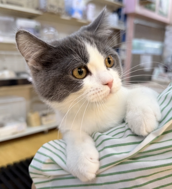 ブリティッシュショートヘア