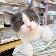 将来は丸顔！ブリティッシュくん🐈