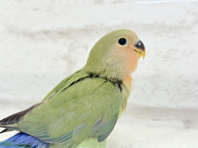 コザクラインコ（小桜インコ）