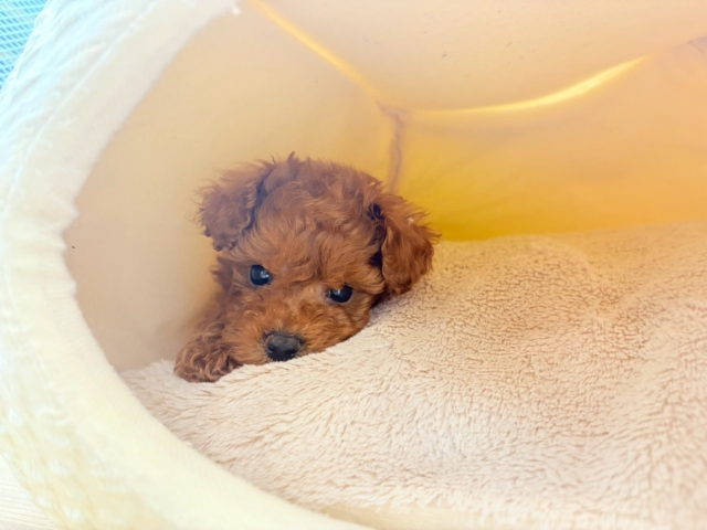 尻尾が止まりませ〜〜〜ん!トイプードルくん! トイプードル