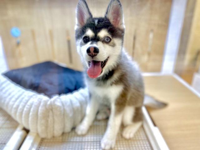 大型新人✨️✨️✨️✨️とっても珍しいミックス犬!ポンスキー男の子 ポンスキー