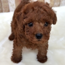 なでなで大好きなあまえんぼガール❤️2025年11月8日生まれ　女の子