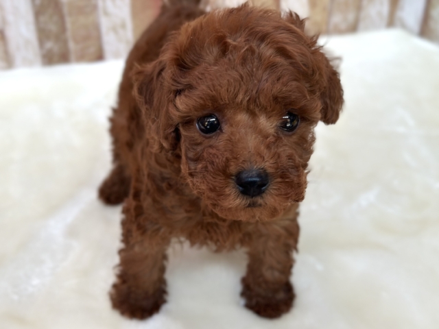 なでなで大好きなあまえんぼガール❤️2025年11月8日生まれ　女の子