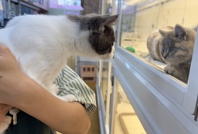 ブリティッシュショートヘア