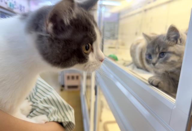 ブリティッシュショートヘア