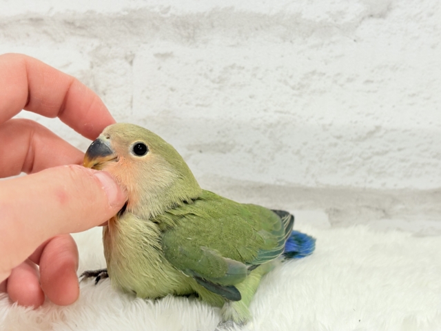 コザクラインコ（小桜インコ）