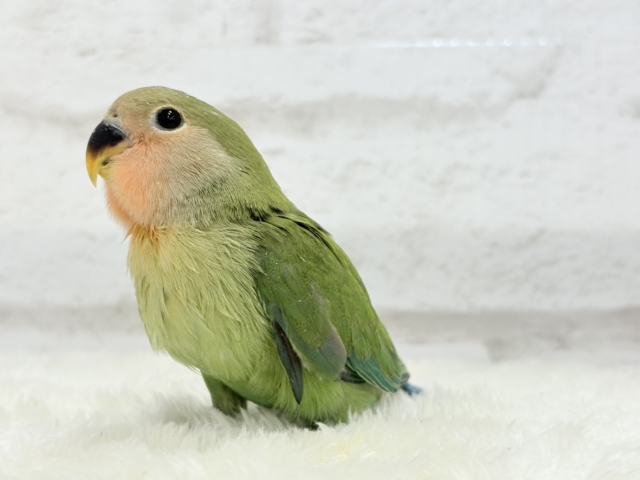 コザクラインコ（小桜インコ）