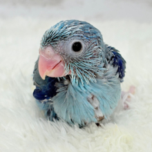 【最新画像更新🪄】わた毛怪獣の大行進🦕💨))マメルリハ(ブルー)男の子 ヒナ