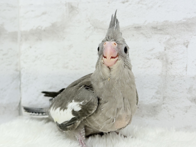 オカメインコ