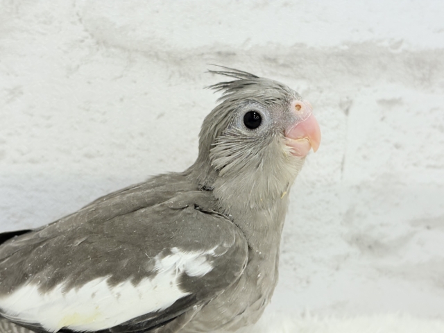 【最新画像・動画更新🪄ひとり餌になりました☆】今は可愛い恐竜さん🐣おとなになったらかっこいい恐竜さん🐥オカメインコ(ホワイトフェイス) ヒナ オカメインコ