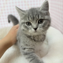 最新📷まんまるお顔！可愛すぎるスコティッシュ来ました❣️