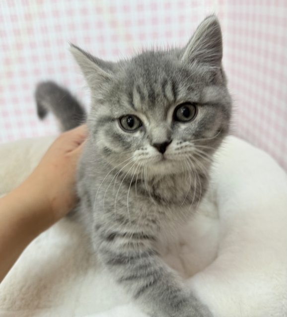 最新📷まんまるお顔!可愛すぎるスコティッシュ来ました❣️ スコティッシュフォールド
