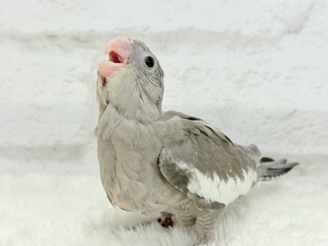 【最新画像・動画更新🪄ひとり餌になりました☆】今は可愛い恐竜さん🐣おとなになったらかっこいい恐竜さん🐥オカメインコ(ホワイトフェイス) ヒナ オカメインコ