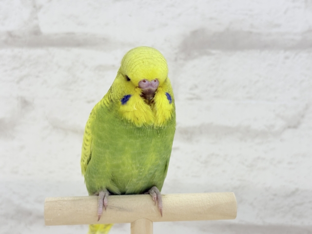 ジャンボセキセイインコ