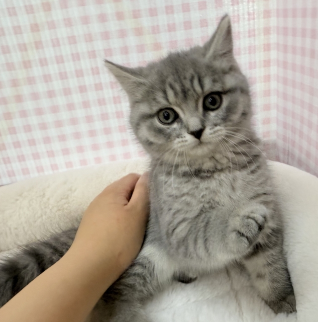 スコティッシュフォールド