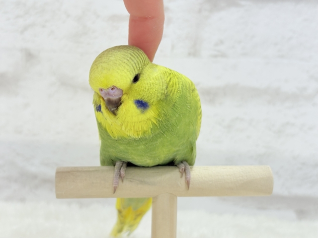 ジャンボセキセイインコ